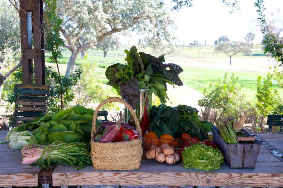 Temporada alta en la huerta ecológica de Dehesa El Milagro, gran variedad y máxima calidad